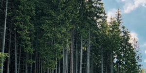 L'importanza della sostenibilità ambientale