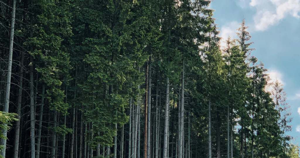 L'importanza della sostenibilità ambientale